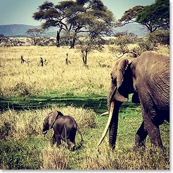 Another Mama and Baby Elephant