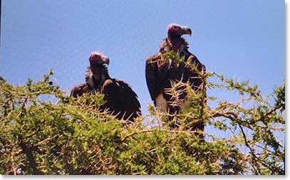 Lappet Faced Vultures