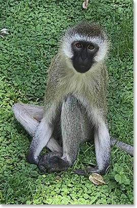 Resident Vervets Monkeys entertained us constantly at Arusha Coffee Lodge
