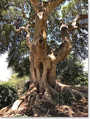 Fascinating Baobab Trees, one of our favorite