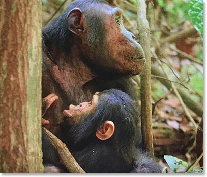 Mother and young Chimp