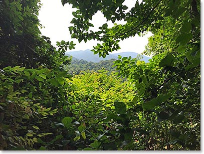 The Beauty of Chimp habitat