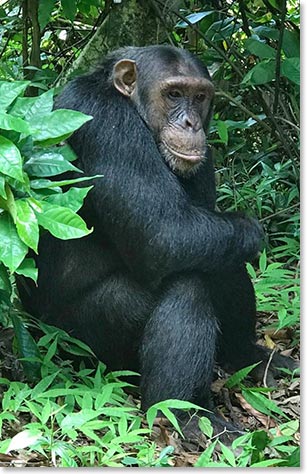 Content Chimp