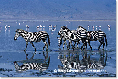 Zebra at Ngorongoro