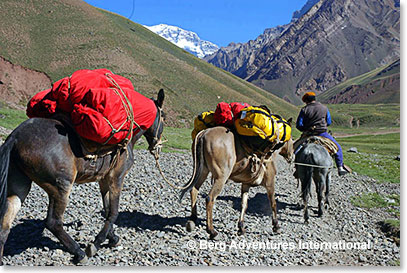 Our first mules left for Plaza de Mulas yesterday, the mules carrying our loads for Confluencia left today.