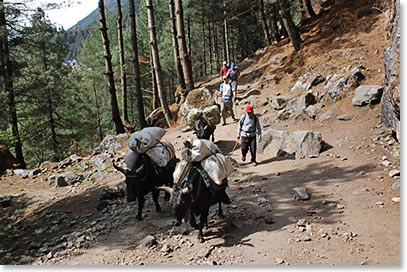 Yaks carrying our gear and supplies