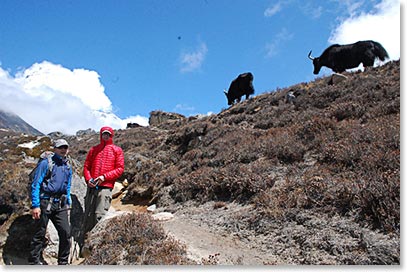 Arriving Ama Dablam base camp