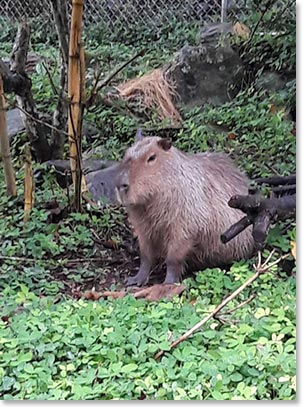 Capybara, the world’s largest Rodent