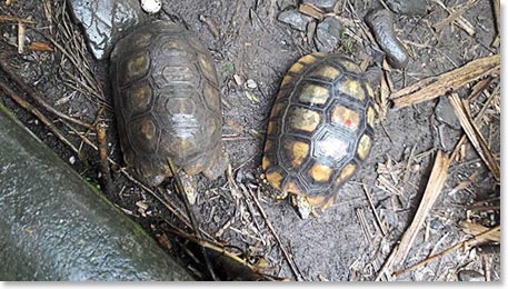 South American river turtles