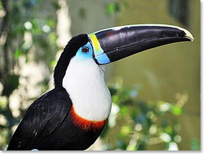 Brightly marked and large billed Toucan