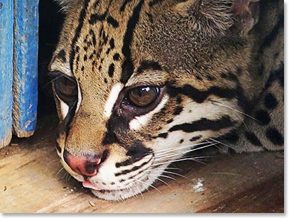 Ocelot, also known as the dwarf leopard