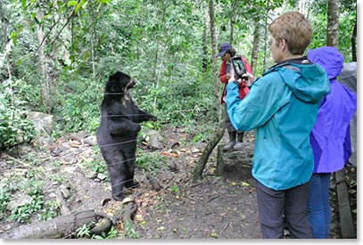 One of the resident Spectacled Bears