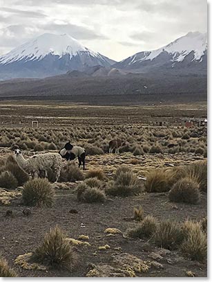 Sajama National Park