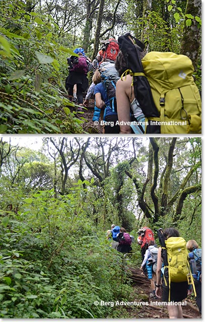 Hiking through the forest - tree roots are nature’s stairs