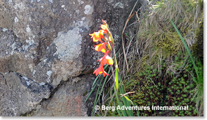 We find beautiful flowers on the most unique places along the trail