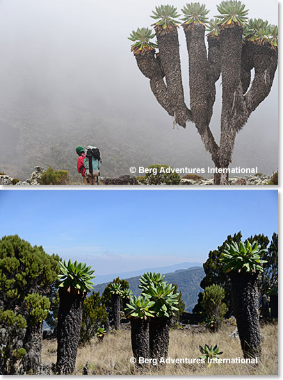 Giant Senecio Forest