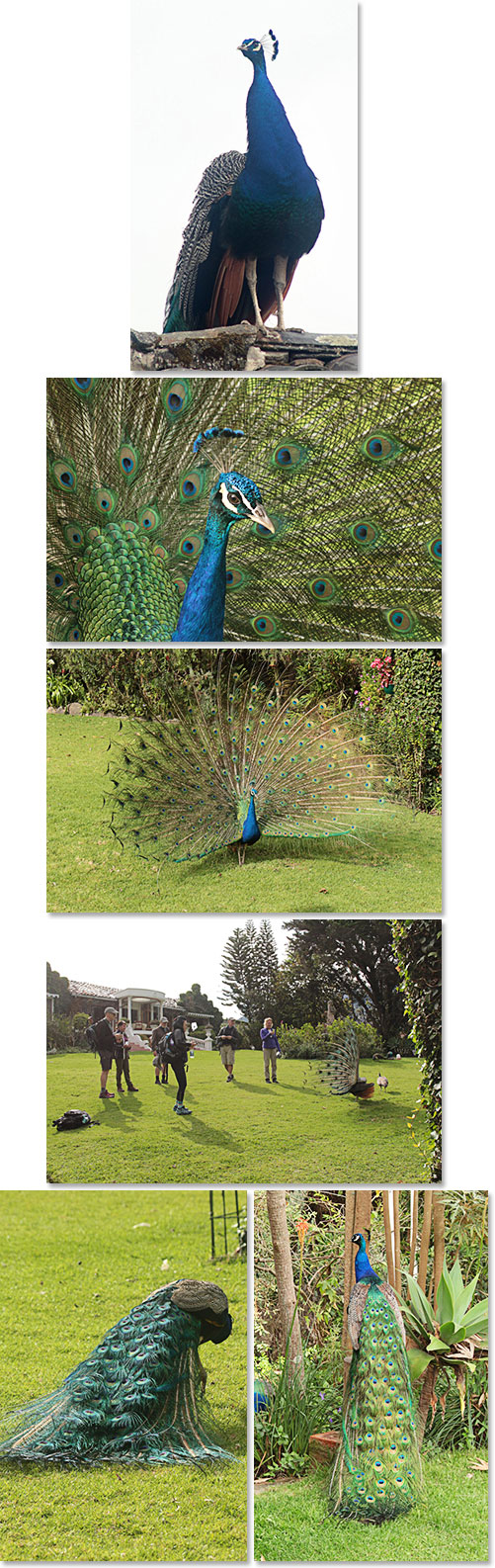 Peacocks at La Mirage - Cotacachi