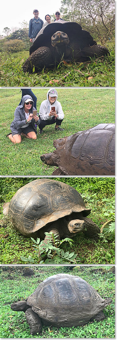Taking up close photos of the wild tortoises
