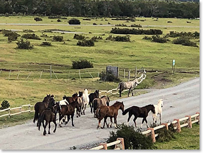 The lodge’s horses. Bev and Cliff are planning to go horseback riding tomorrow. Their daughter loves horses and they are looking forward to describe what is like to ride in Patagonia.