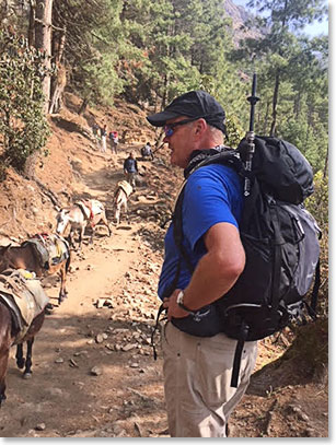 Donkeys have replaced Yaks as the most commonly seen pack animals on the trail from Lukla to Namche.
