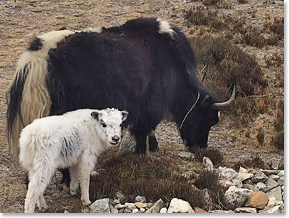 Springtime in the Khumbu! A mother and baby yak.