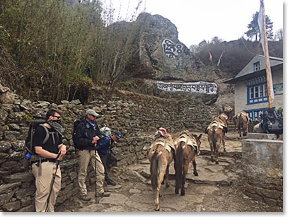 Donkeys brining the loads from treks into Lukla