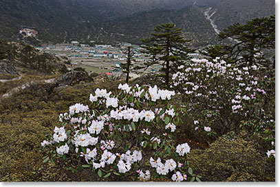 White Rhododendrons along the trail