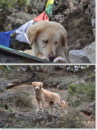 This little dog who we nicknamed “Goldie Hawn” followed us on our climb to the Hillary Memorial