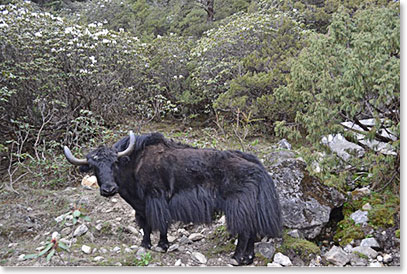We also encountered a Yak
