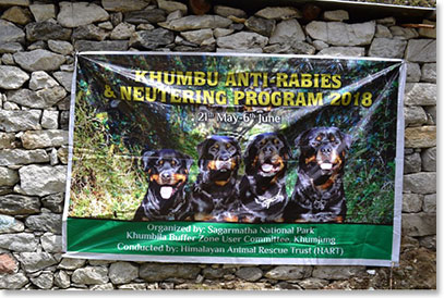 Anti-rabies and Neutering program in the Khumbu organized by the Himalayan Rescue trust