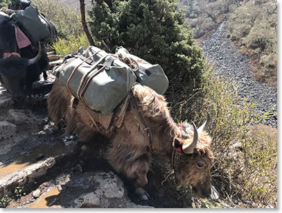 There were also yaks moving down the trail from Everest base camp