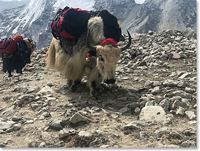 We are walking toward Base Camp now, sharing the trail with Yaks