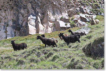 Later we encountered many sheep, which are grazed by locals living in Terskol