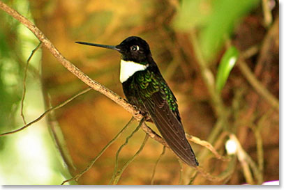Collared Inca- subtropical forest hummingbird