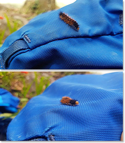 Caterpillar taking a ride on Joaquin’s backpack