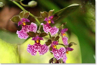 Orchids near the Papallacta river