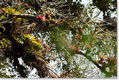 Bromelias, liquens, orquids and a lot of vegetation above a single tree
