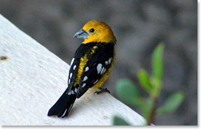 Back to our hacienda where we were welcomed by a Golden grosbeak