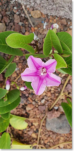 Flowers are beautiful everywhere we go in Ecuador (Photo by Margaret Suanez)