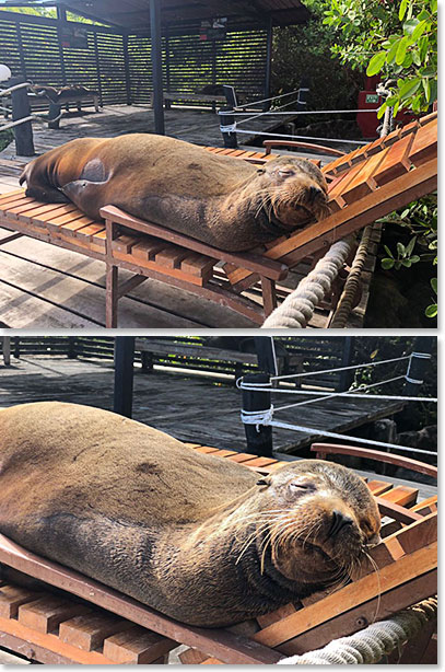 We have checked into the Red Mangrove when we noticed another guest is taking a nap on the deck. Great place to relax!