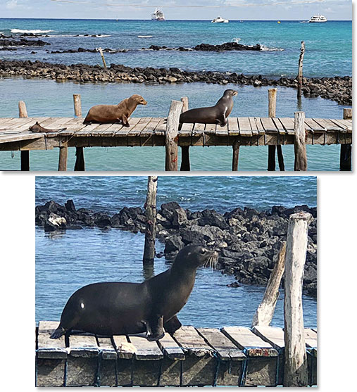 Sea lions were happy to see us 