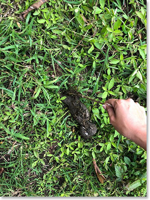 Examining giant tortoise poop