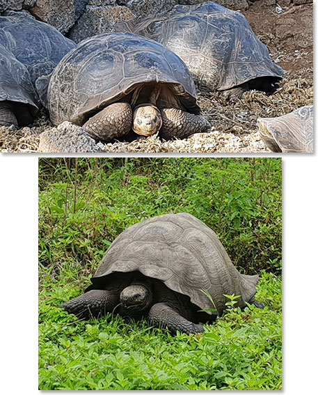 Giant Tortoise