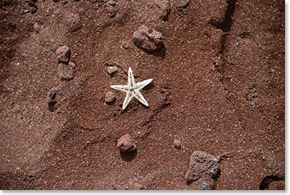 Galapagos’ starfish