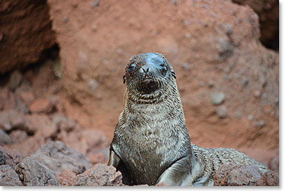 Baby sea lion