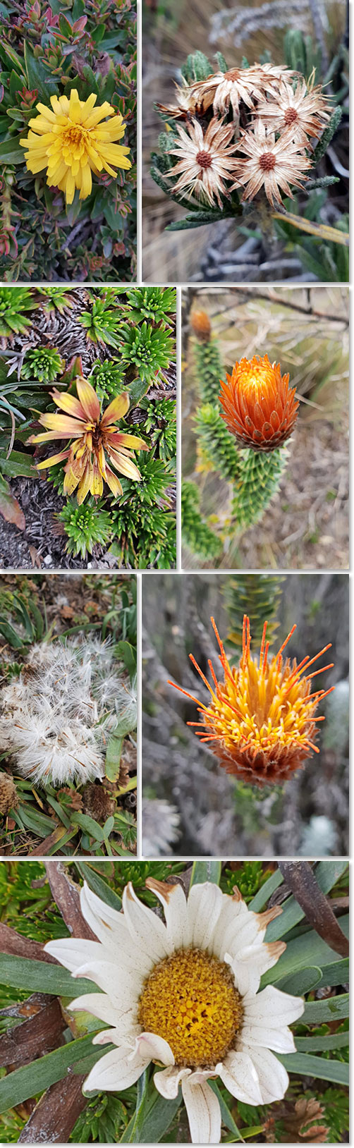 Flowers of Ecuador