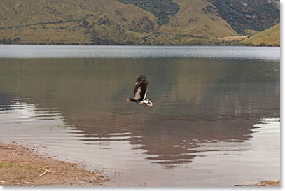 Arriving at the trail head we see a beautiful caracara flying over the crater