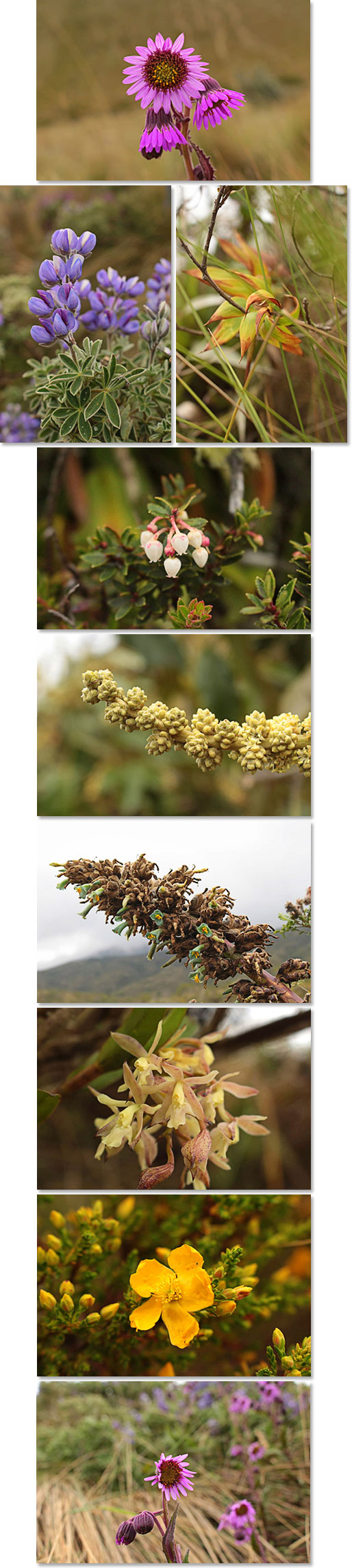 We can’t have a dispatch without showing the beautiful unique flowers of Ecuador