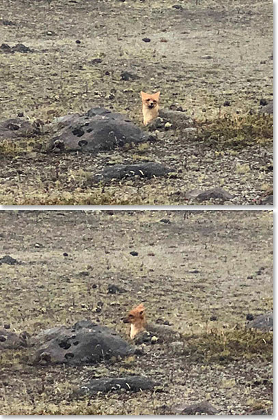We had a visitor – a cute little fox who lives in the area