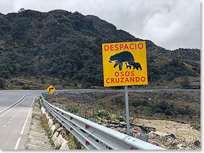 Leaving Termas Papallacta they drove past several bear crossing areas